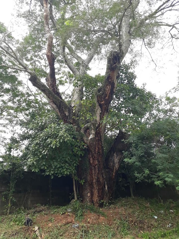 Buscan que el Timbó guasú de Patiño-cue sea patrimonio histórico de Itauguá » Ñanduti