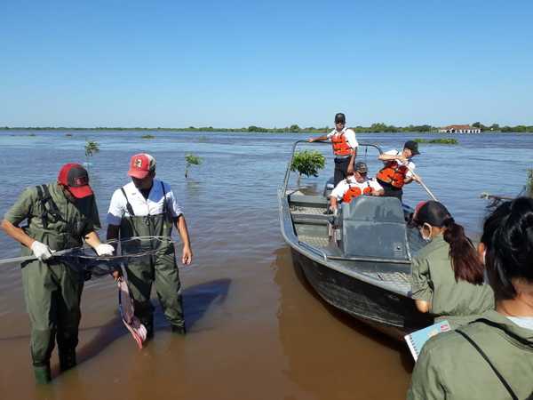 Aparecen peces "agonizantes" en Puerto Antequera, manifiestan pescadores » Ñanduti