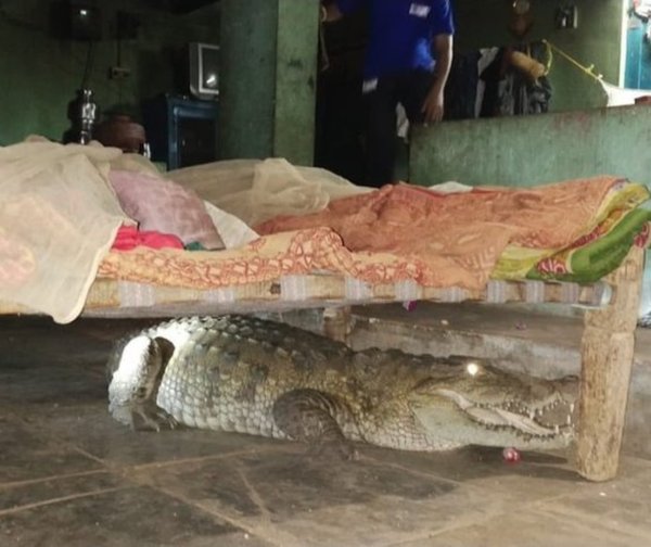 Hallan a un cocodrilo bajo la cama