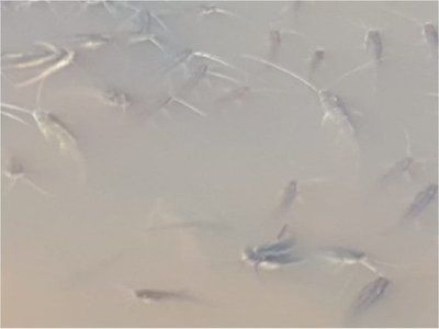 Mades analizará causas de la mortandad de peces en Concepción
