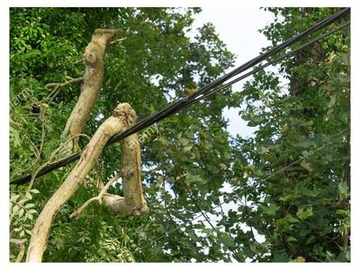 Adolescente murió podando árbol de su escuela