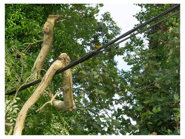 Adolescente murió podando árbol de su escuela