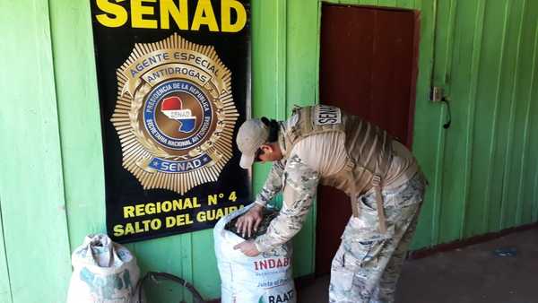 Senad destruye centro de ocultamiento de marihuana en Salto del Guairá - ADN Paraguayo