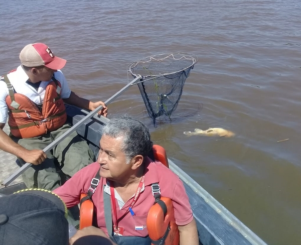 Verifican mortandad de peces en Concepción