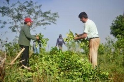 BNF comprará deudas de pequeños productores