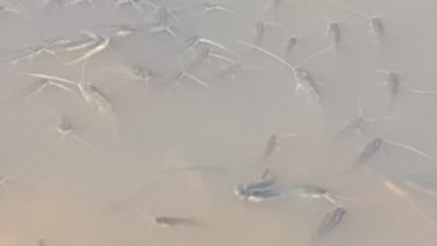 Mades analizará causas de la mortandad de peces en Concepción – Prensa 5