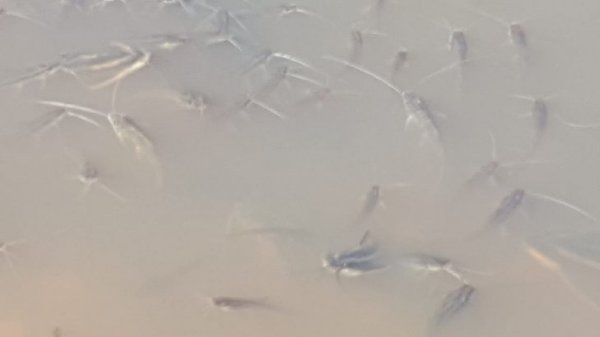 Mades analizará causas de la mortandad de peces en Concepción – Prensa 5