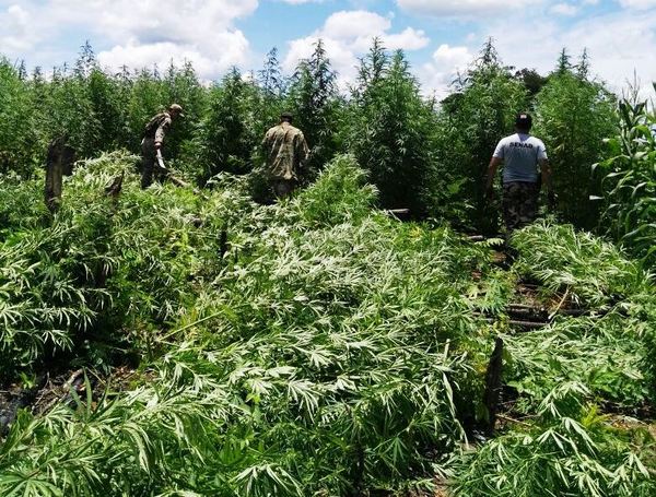 Paraguay y Brasil destruyen cultivos de marihuana en operativo conjunto » Ñanduti