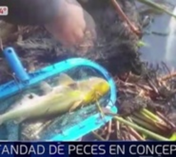 Miles de peces están sin vida en orillas de río Paraguay en Concepción - Paraguay.com