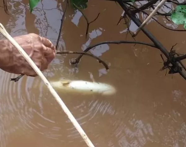 En Brasil también encontraron peces muertos - Internacionales - ABC Color