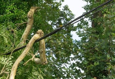 ADOLESCENTE MURIÓ PODANDO ÁRBOL DE SU ESCUELA