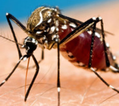 Salud confirma 202 casos de dengue en lo que va del año - Paraguay.com