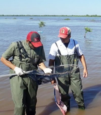 Técnicos del Mades verifican mortandad de peces en Concepción - ADN Paraguayo