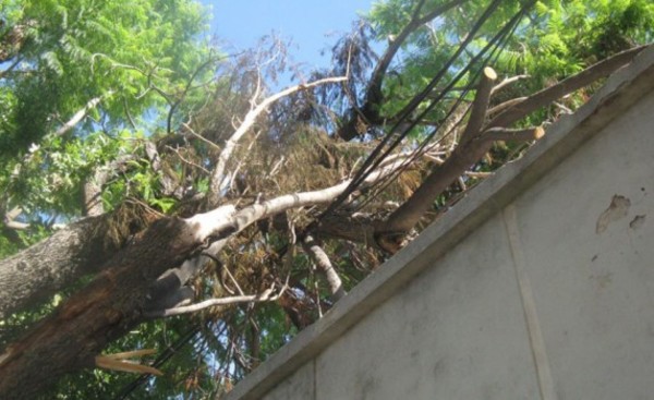 Subió a podar árbol de su escuela y murió electrocutado