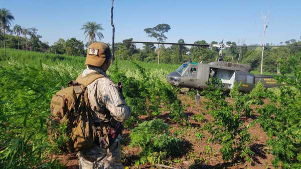 Paraguay y Brasil destruyen cultivos de marihuana en operativo conjunto | .::Agencia IP::.