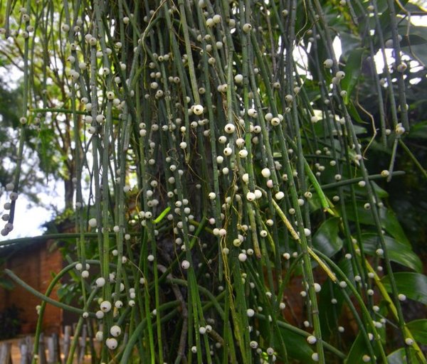 Rhipsalis - Edicion Impresa - ABC Color