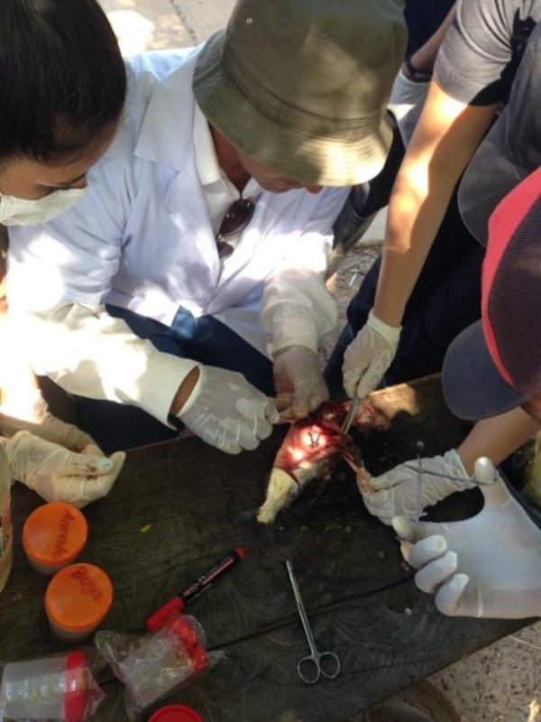 Crecida podría ser causa de mortandad de peces, indican - Nacionales - ABC Color