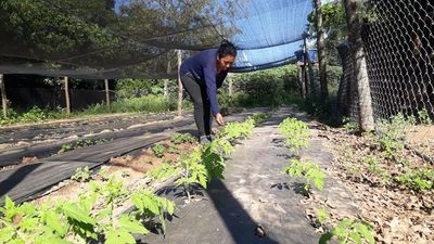 Entregan 50 huertas a pequeños horticultores de San Pedro
