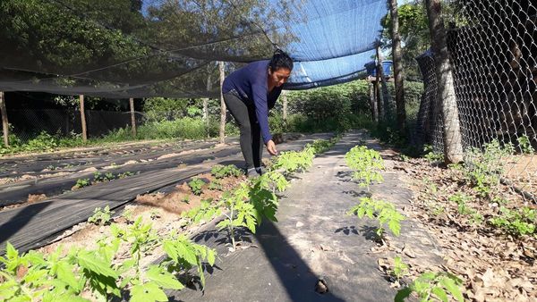 Entregan 50 huertas a pequeños horticultores de San Pedro