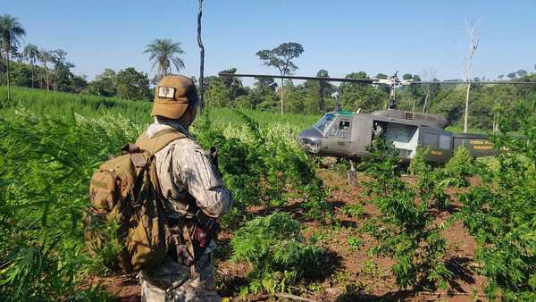 PARAGUAY Y BRASIL DESTRUYEN CULTIVOS DE MARIHUANA EN OPERATIVO CONJUNTO