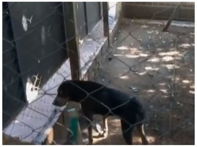 Ordenanza "antianimal" quedó en suspenso