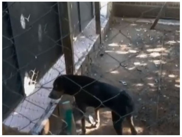 Ordenanza "antianimal" quedó en suspenso