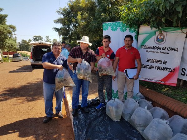 Piscicultores reciben alevines para la siembra en estanques en el Sur - ADN Paraguayo