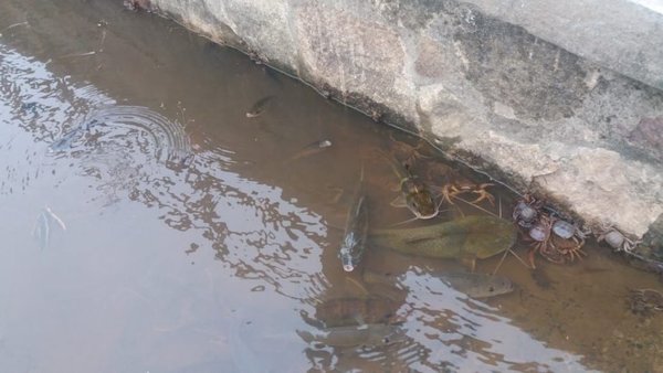 Reportan mortandad de peces en Itá Enramada | Paraguay en Noticias