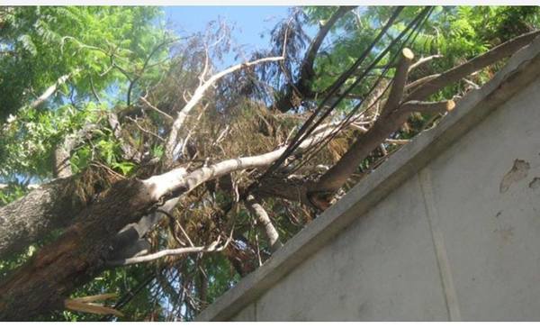 Falleció electrocutado mientras podada un árbol - ADN Paraguayo