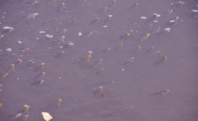 Dramática situación de la fauna ictícola en zona de Itá Enramada - Fotos - ABC Color
