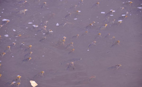 Dramática situación de la fauna ictícola en zona de Itá Enramada - Fotos - ABC Color