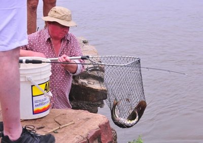 Falta oxígeno, peces mueren - Nacionales - ABC Color