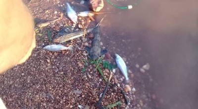 Mortandad de peces se daría por falta oxígeno - ADN Paraguayo