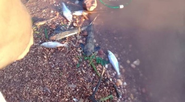 Mortandad de peces se daría por falta oxígeno - ADN Paraguayo