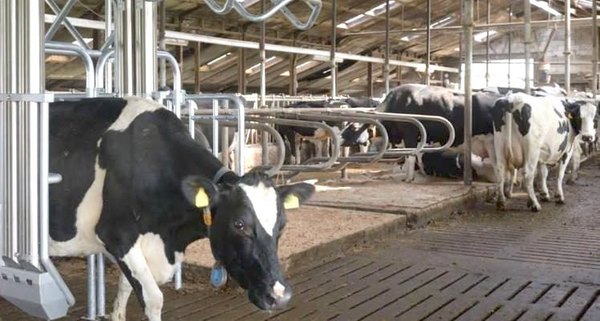 Vacas educadas en Holanda ya saben ir al baño