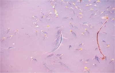 Mortandad de peces en Itá Enramada - Edicion Impresa - ABC Color