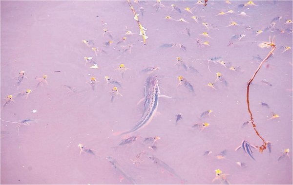 Mortandad de peces en Itá Enramada - Edicion Impresa - ABC Color