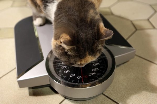 ¿Cuándo hay que poner a dieta a las mascotas? - Mascotas - ABC Color