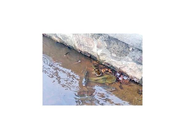 Vinculan muerte de peces con deterioro de materia orgánica