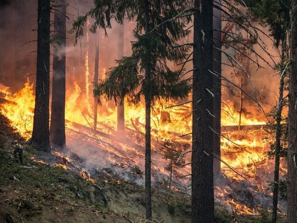 Al menos 26 bomberos mueren al intentar apagar un incendio en China – Prensa 5
