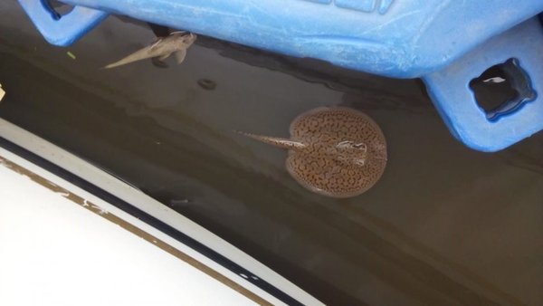 Insisten en que peces mueren por la inundación – Prensa 5
