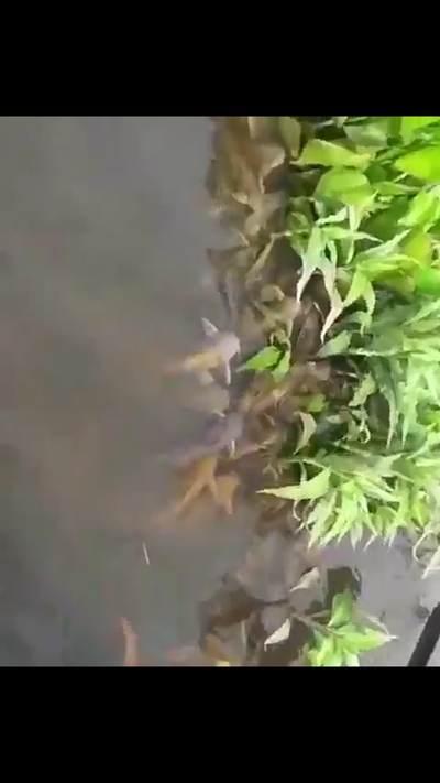 Mortandad de peces en el río Paraguay se da por falta de oxígeno