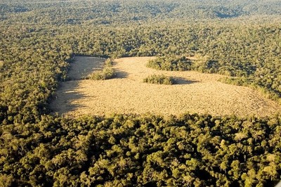 Era necesario un sistema innovador para monitorear los bosques, afirman - ADN Paraguayo
