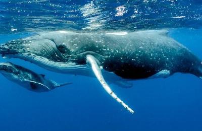 Investigación señala que la ballena jorobada es el animal más complejo del mundo acústicamente - C9N