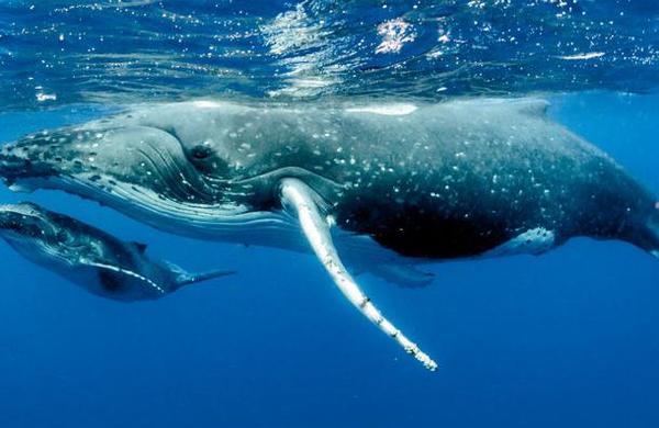 Investigación señala que la ballena jorobada es el animal más complejo del mundo acústicamente - C9N