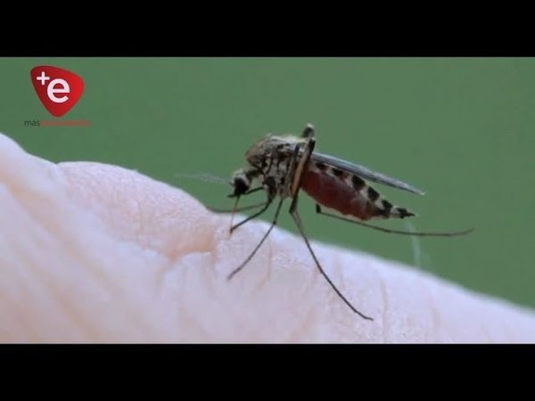 Autoridades argentinas recomiendan no venir a Paraguay por nuevo tipo de dengue