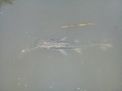 Aparecen peces muertos en San Antonio | Paraguay en Noticias