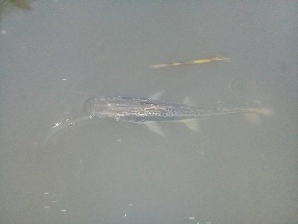 Aparecen peces muertos en San Antonio | Paraguay en Noticias