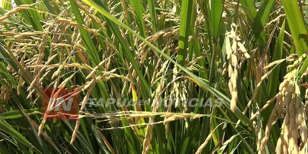 IPTA PRESENTA VARIEDAD DE ARROZ QUE RINDE HASTA 9.500 KILOS POR HECTÁREA