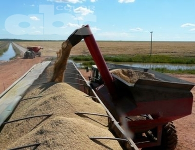 Arroz rinde hasta 9.500 kilos por hectárea - Edicion Impresa - ABC Color